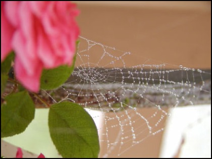 Spider web and flower with morning dew